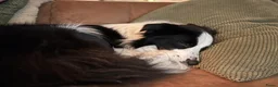 Border Collie honden te koop: Pups verwacht in Franeker - Advertentie 5