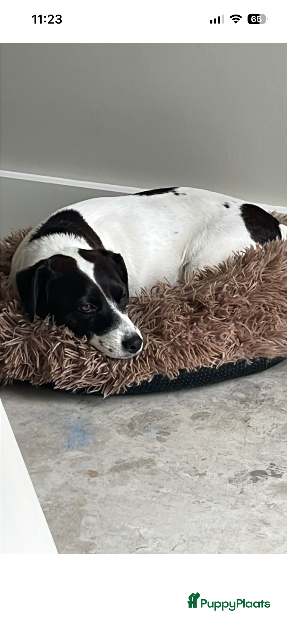 Jack Russel Terriër honden Raszuivere Jack Russell pups - Advertentie 1