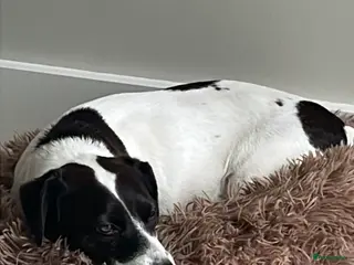 Jack Russel Terriër honden Raszuivere Jack Russell pups - Advertentie 2