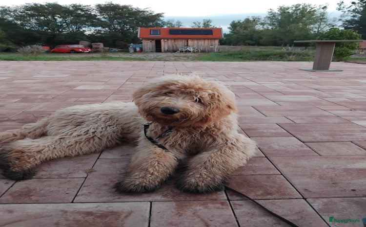 Labradoodle honden Buddy (Labradoodle 5b) - Advertentie 1