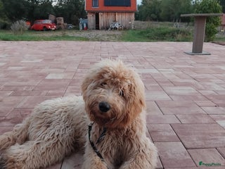 Labradoodle honden Buddy (Labradoodle 5b) - Advertentie 21
