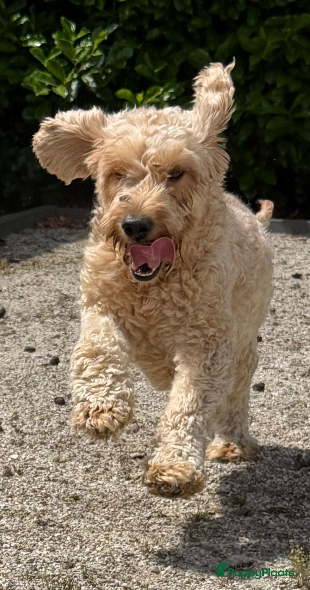 Cockapoo honden te koop: Cockapoo x boomer pups  - Advertentie 19