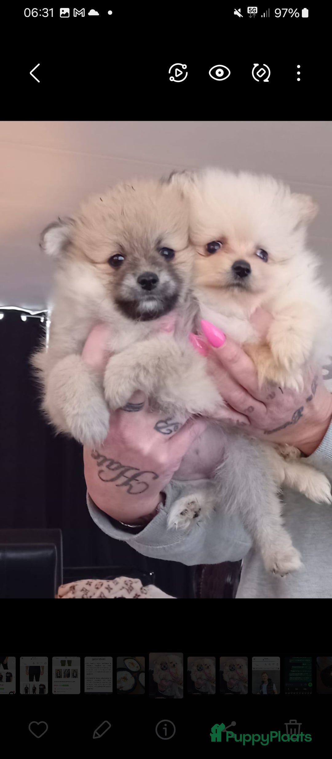Pomeriaan honden te koop: Bearface pomeriaan  in Houten - Afbeelding 3