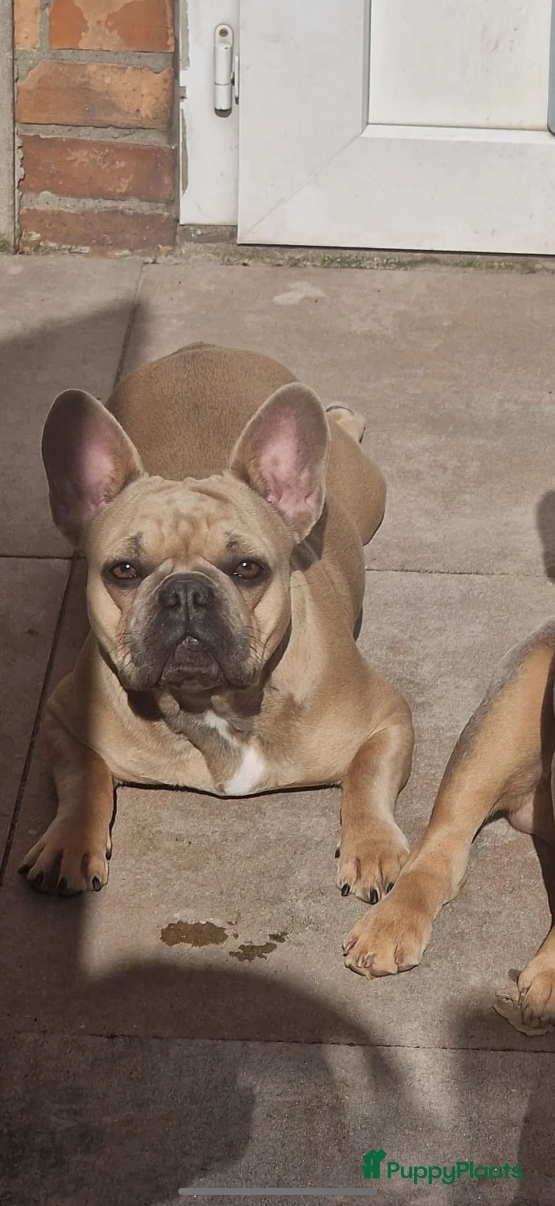 Franse Bulldog honden te koop: Prachtige Franse Bulldogs puppy’s  - Advertentie 5