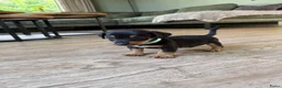 Jack Russel Terriër honden te koop: Prachtige Black & Tan Jack Russell pups in Sumar - Advertentie 11