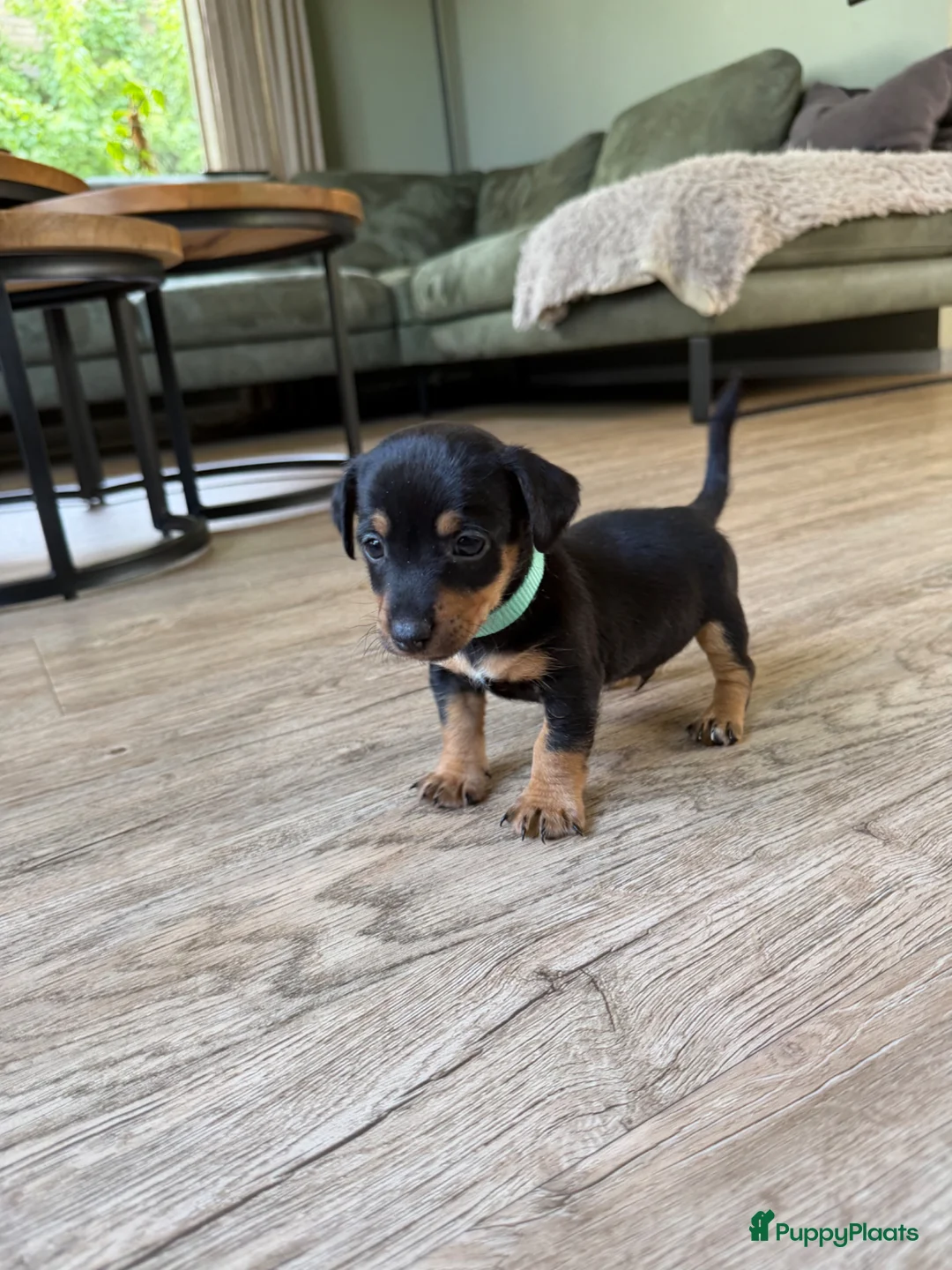 Jack Russel Terriër honden te koop: Prachtige Black & Tan Jack Russell pups in Sumar - Advertentie 11