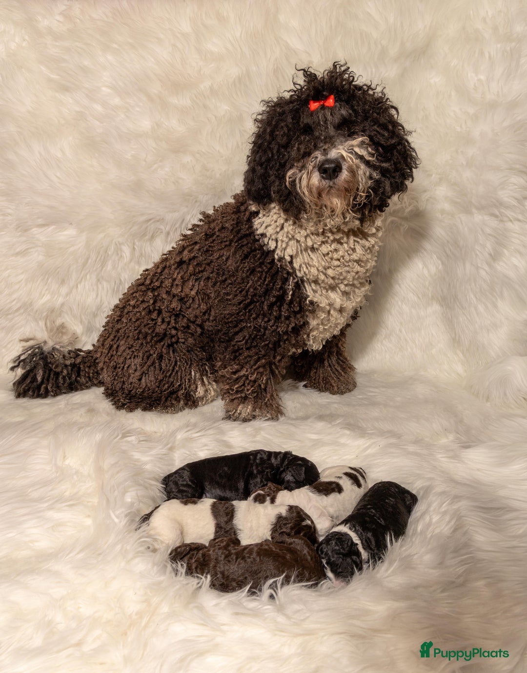 Spaanse Waterhond honden te koop: Spaanse Waterhond Puppy beschikbaar - Advertentie 3