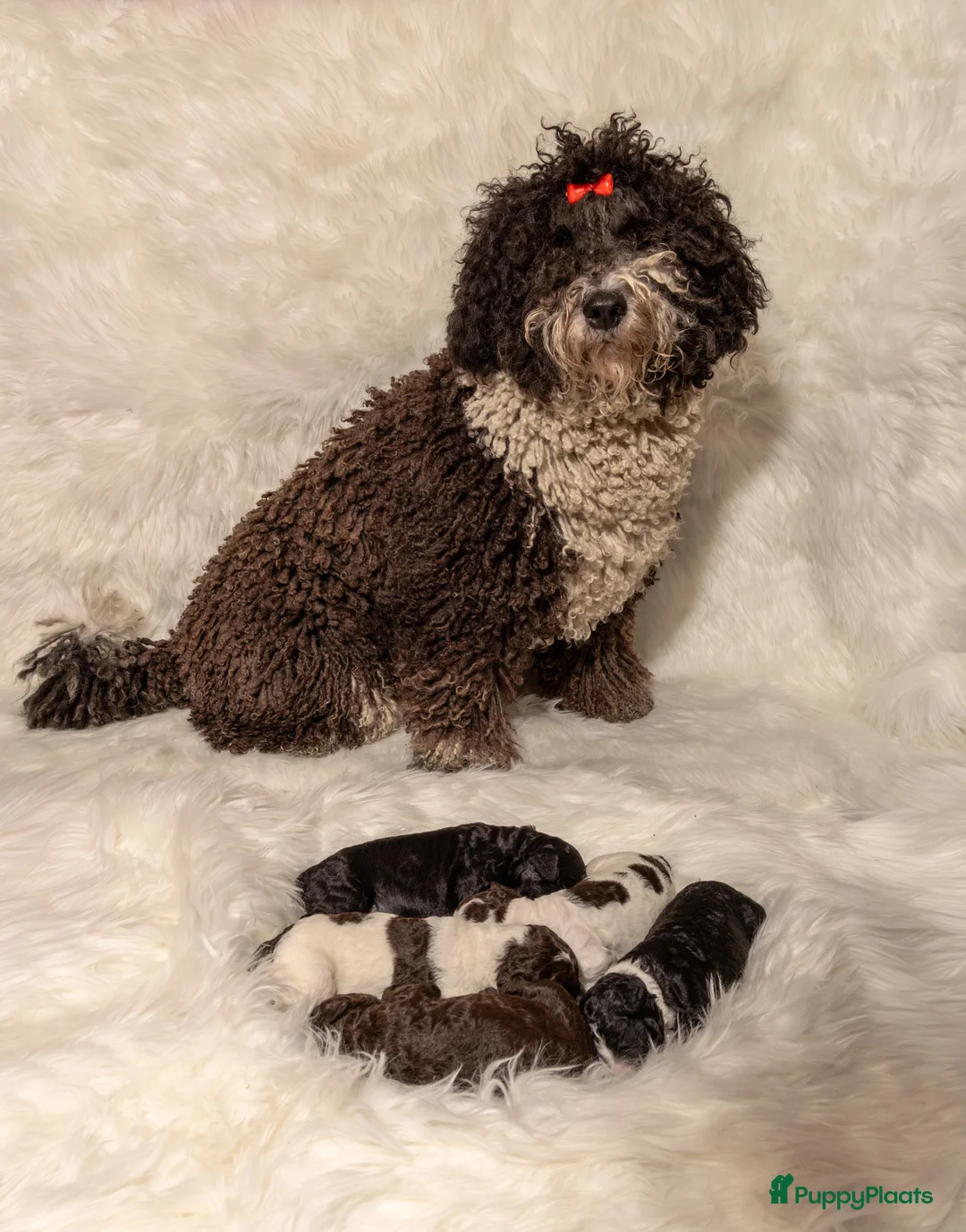 Spaanse Waterhond honden te koop: Spaanse Waterhond Puppy - Advertentie 5