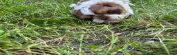 Shih Tzu honden te koop: Maximale grootte van 1,5 kg - Advertentie 5