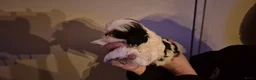 Shihpoo honden te koop: Shipoo pups  - Advertentie 7