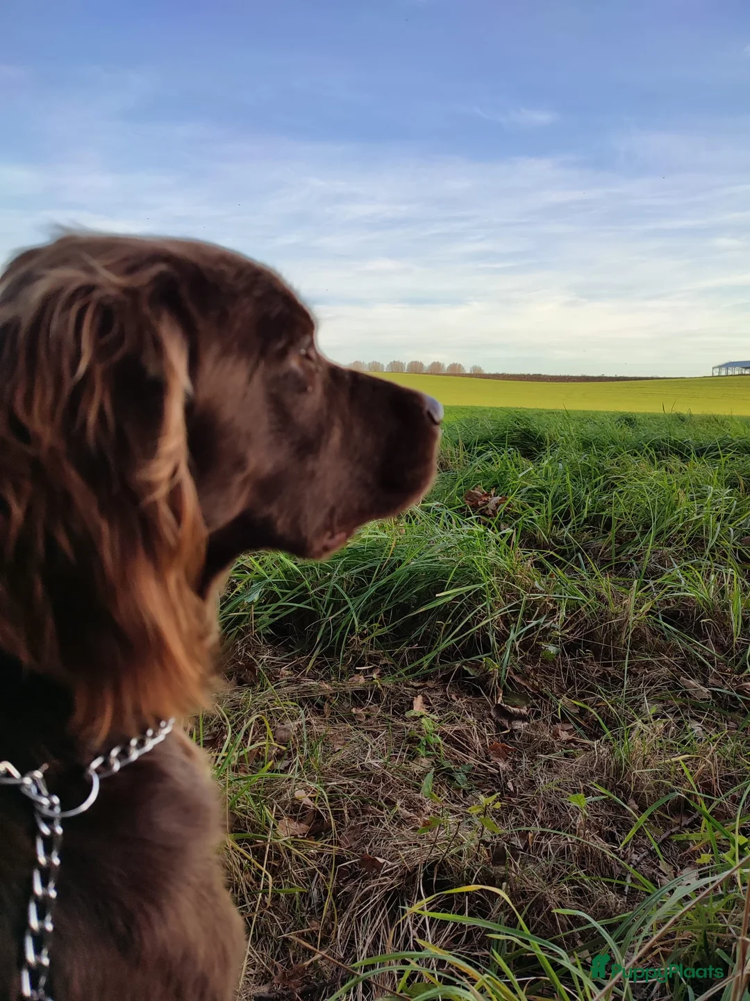 Duitse Staande Hond Langhaar honden te koop: Verwacht duitse staande Langhaar pups - Advertentie 3
