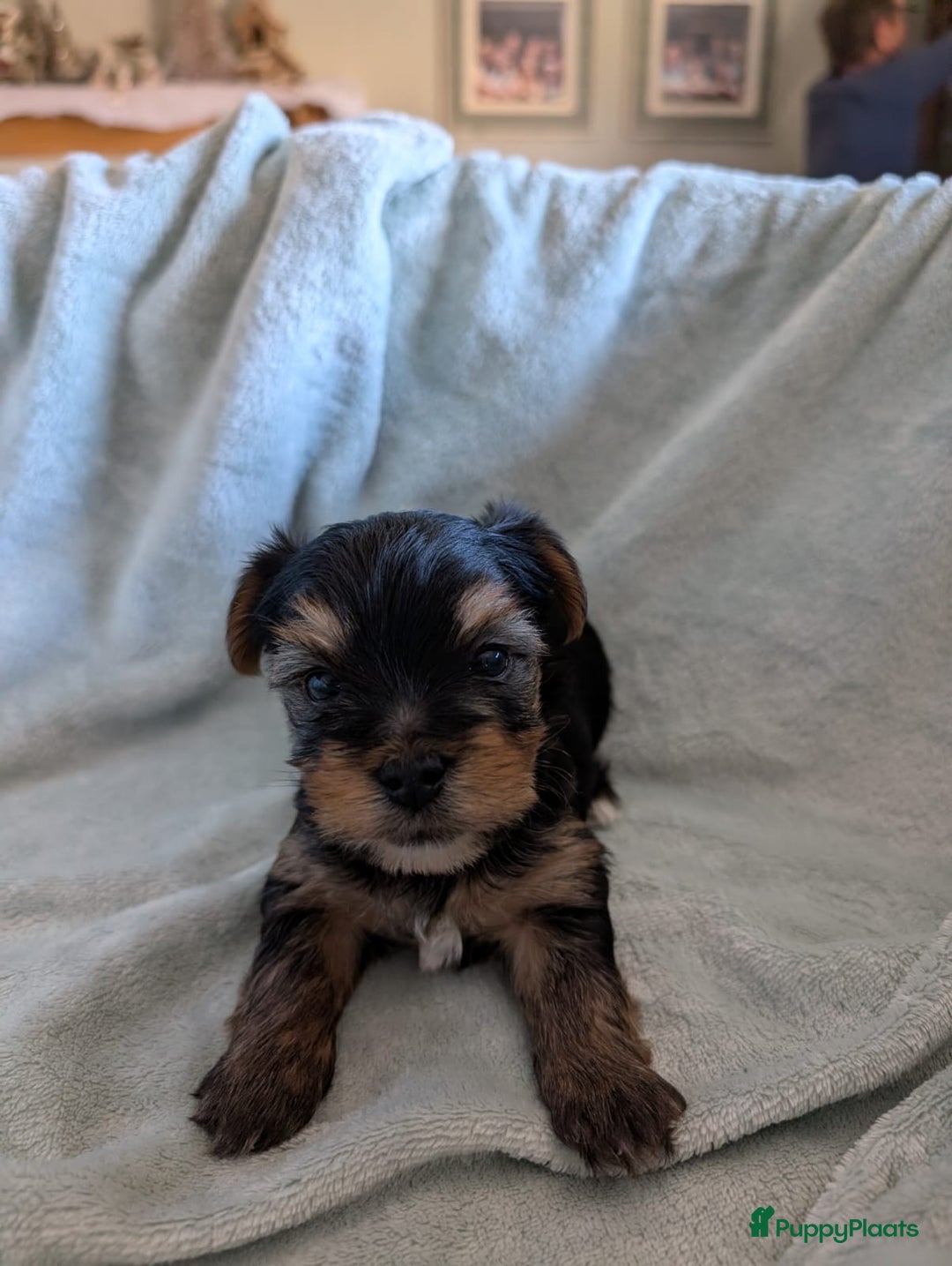 Kruising honden te koop: Biewer/Yorkshire pups - Advertentie 7