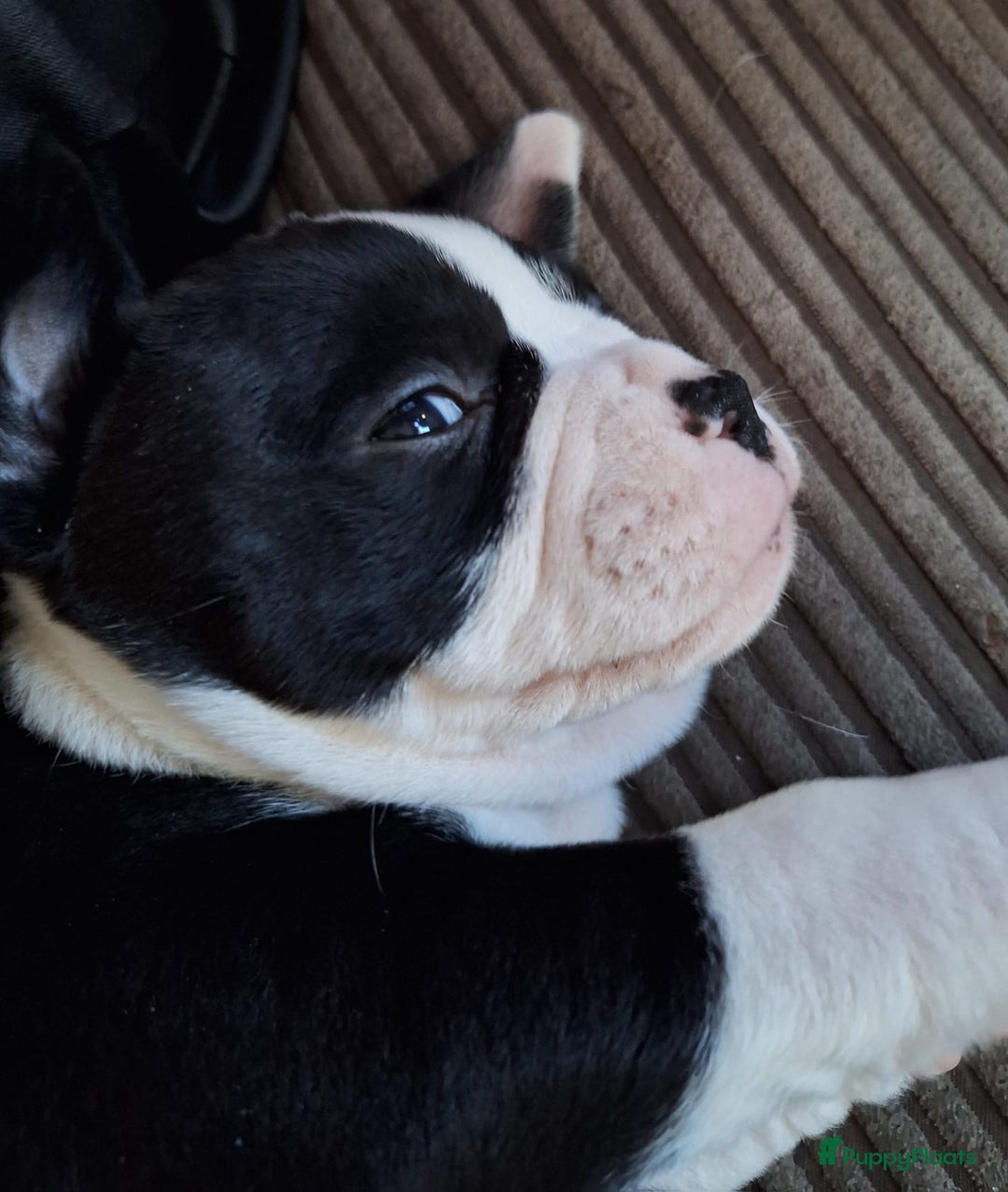 Kruising honden te koop: 2 leuke mooie teefjes  - Advertentie 3