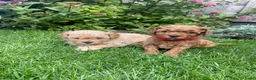 Maltipoo honden te koop: 2 Prachtige reutjes - Advertentie 3