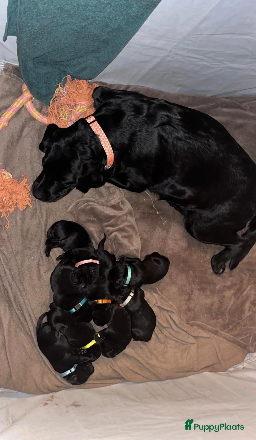 Labrador Retriever honden te koop: lieve labrador puppies te koop - Advertentie 1