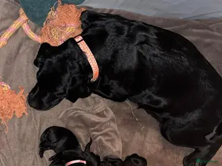 Labrador Retriever honden lieve labrador puppies te koop - Advertentie 1