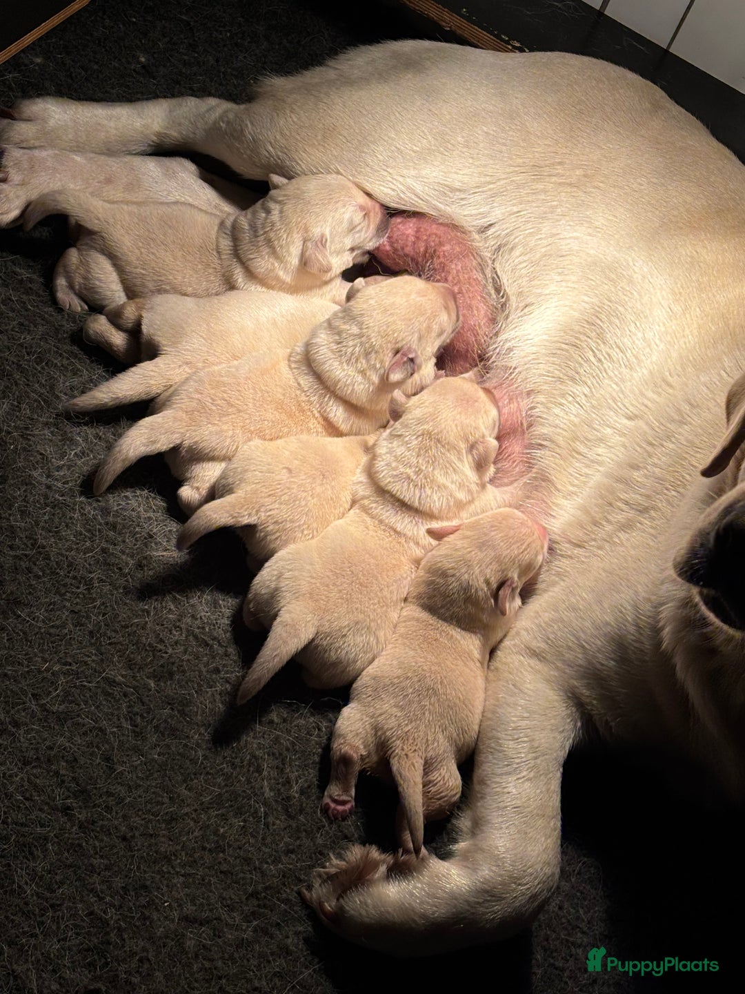 Labrador Retriever honden te koop: Gele Labrador reutjes - Advertentie 3