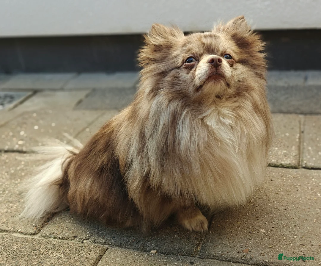 Pomeriaan honden ter dekking: Chocolate Merle Tan Pomeriaan Dekreu in Eindhoven - Advertentie 1