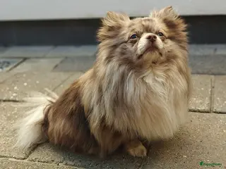 Pomeriaan honden Chocolate Merle Tan Pomeriaan Dekreu in Eindhoven - Advertentie 1