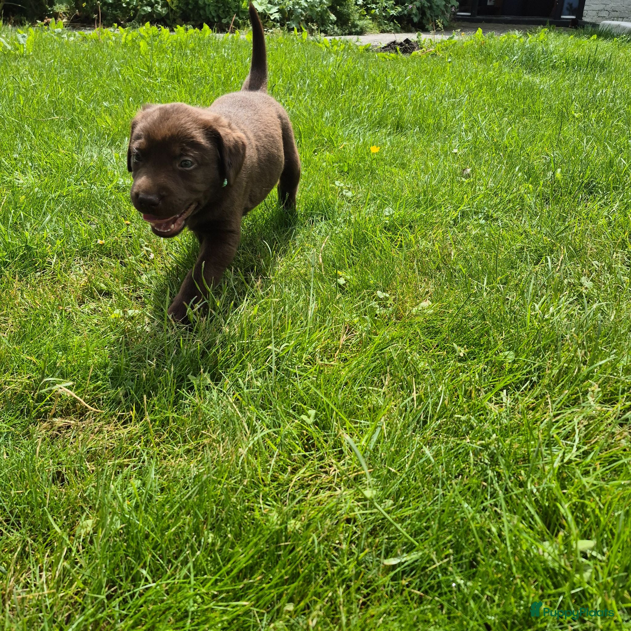 Labrador Retriever honden Labrador pups - Advertentie 2