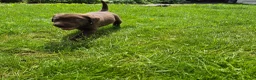 Labrador Retriever honden te koop: Labrador pups - Advertentie 2