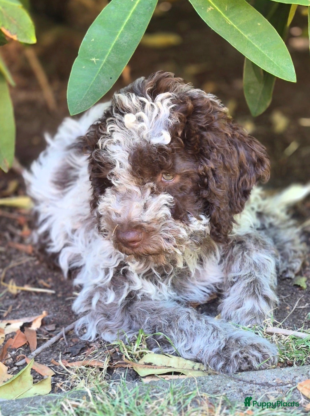 Lagotto Romagnolo honden 3 prachtige puppy's LAGOTO ROMAGNOLO  - Advertentie 2