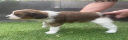 Kooikerhondje honden te koop: Kooiker pups Kooikerhondje  - Advertentie 4
