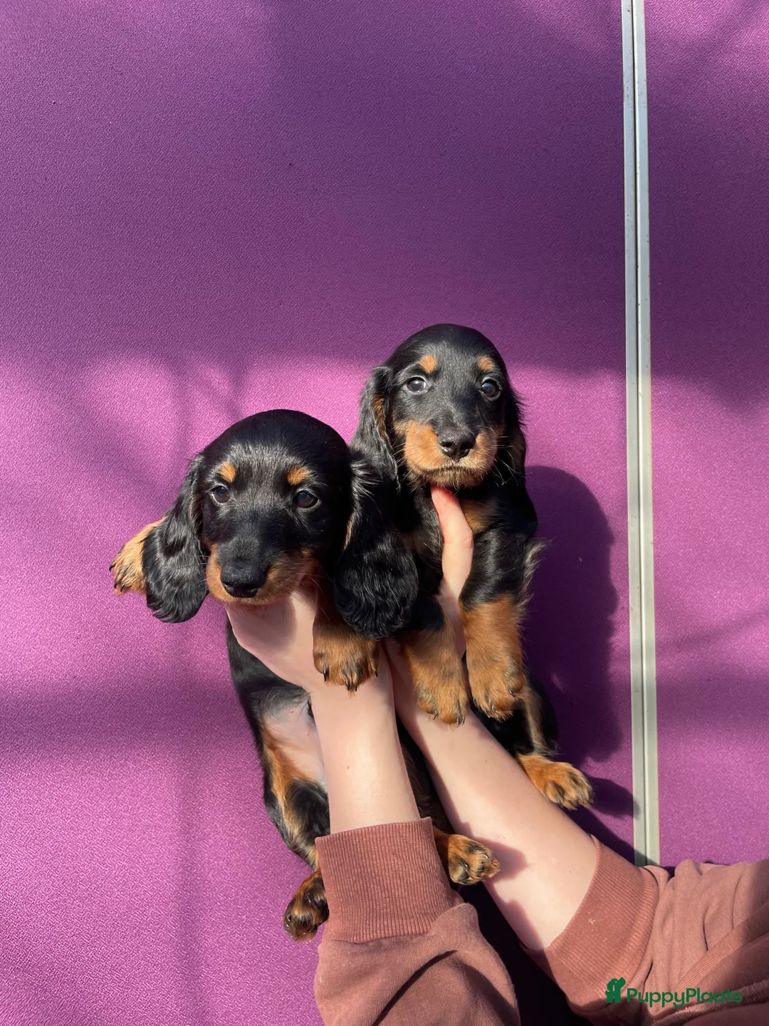 Teckel (langhaar) honden te koop: Leuke standaard langharige teckelpups - Advertentie 8