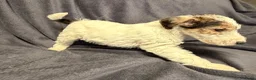 Fox Terriër Draadhaar honden te koop: Fox terriër Draadhaar pups te koop - Advertentie 8