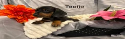 Teckel (korthaar)  honden te koop: Teckel pups - Advertentie 7