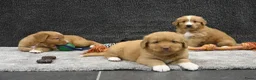 Nova Scotia Duck Tolling Retriever honden te koop: Nova Scotia Duck Tolling Retriever pups # Toller - Advertentie 5