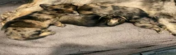 Ruwhaar Teckel honden te koop: Unieke kaninchen/dwerg teckel pups - Advertentie 9