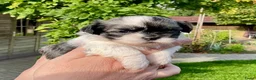 Boomer honden te koop: Boomerpups - Advertentie 25