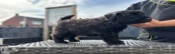 Bouvier des Flandres honden te koop: 4 bouvier reutjes beschikbaar  - Advertentie 8