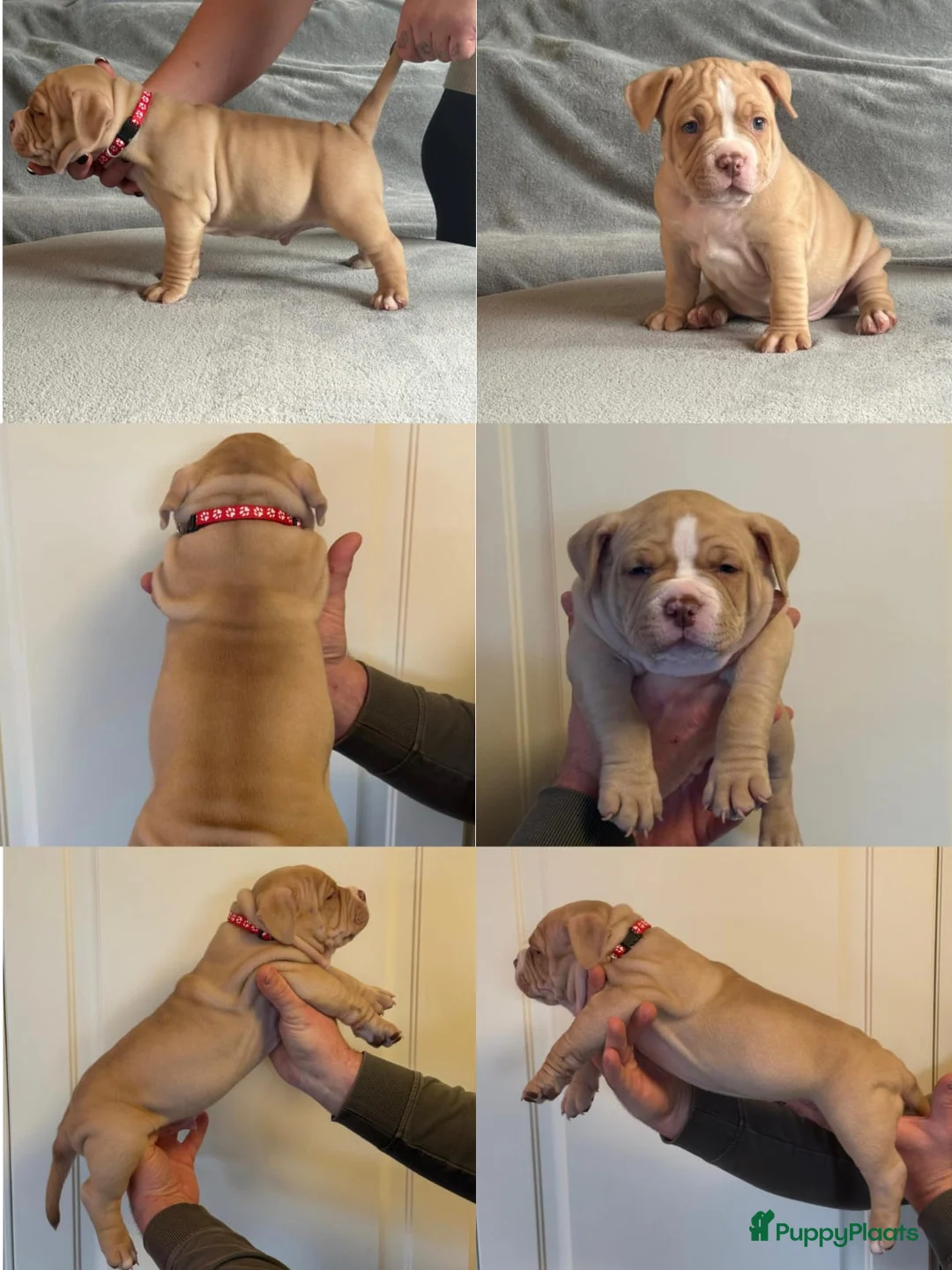 Amerikaanse Bully honden te koop: Amerikaanse Bully (Standaard) - Advertentie 4