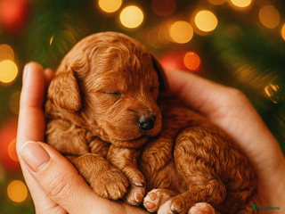 Labradoodle honden Labradoodle pups multigen super mooi❤️ - Advertentie 1