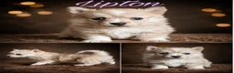 Pomsky honden te koop: Unieke Pomsky Pups - Advertentie 5