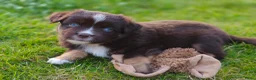 Miniature American Shepherd honden te koop: Mini American Shepherd pup teefje - Advertentie 13