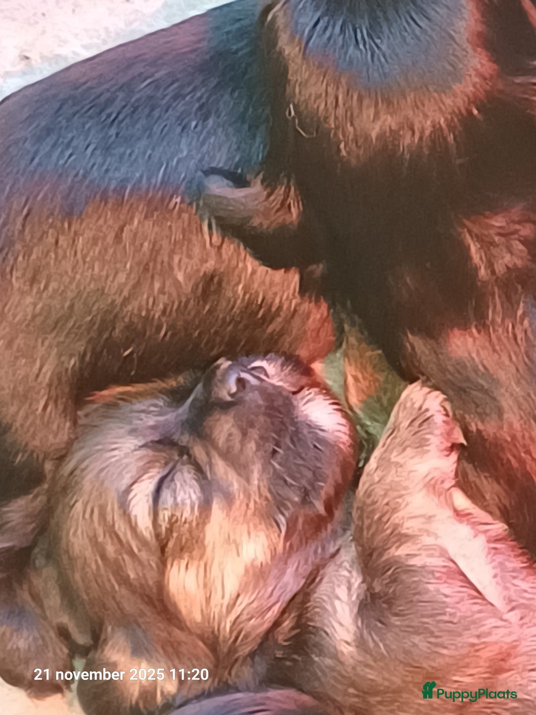 Kruising honden te koop: mooie pups tekoop kruissing klein blijvend - Advertentie 2