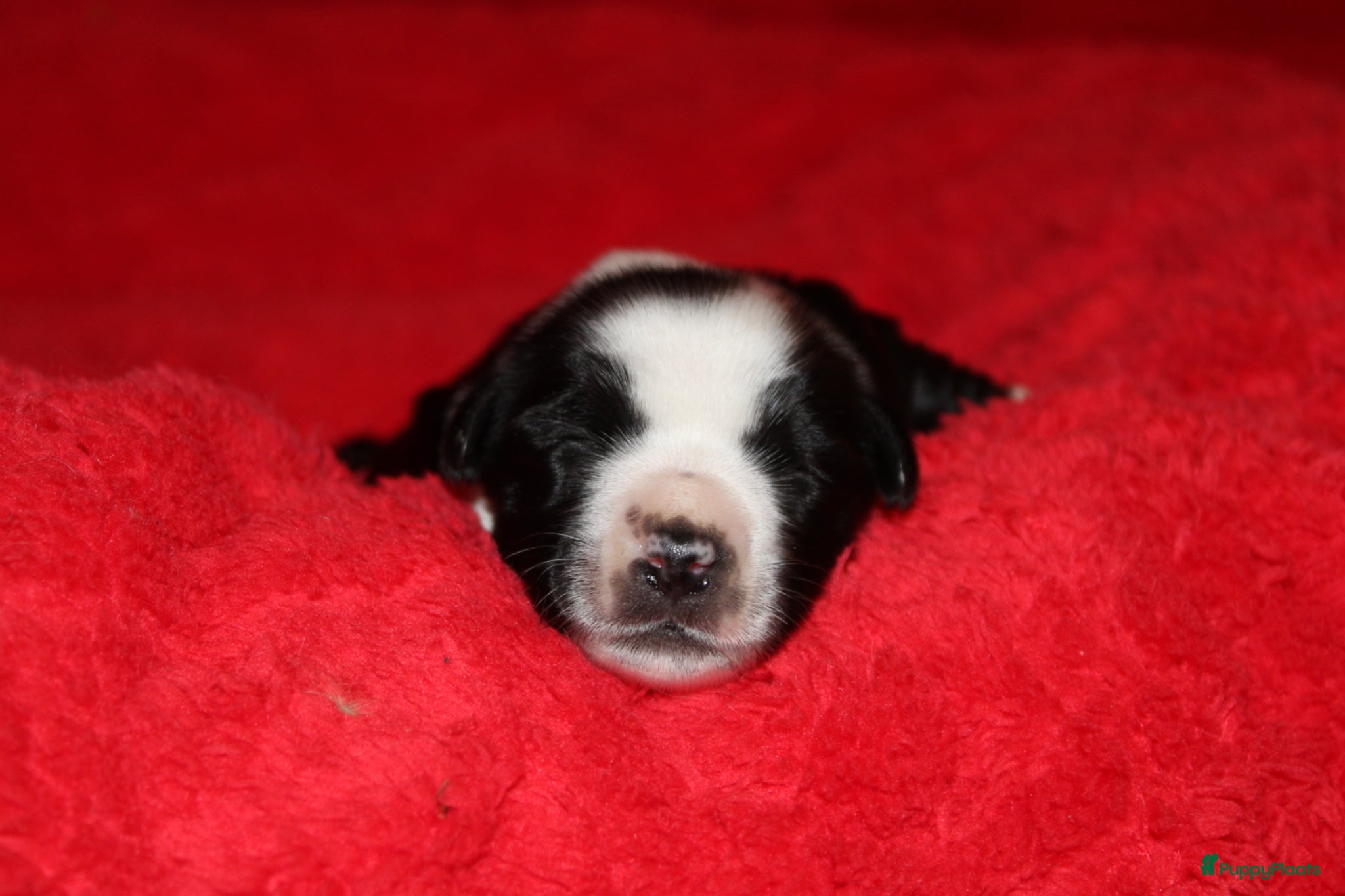 Tibetaanse Terriër honden Tibetaanse terrier pups  - Advertentie 1