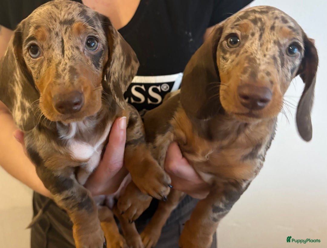 Teckel (korthaar)  honden te koop: Lieve teckel puppy’s opzoek naar gouden mandje - Advertentie 3