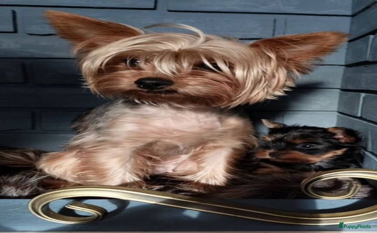 Yorkshire Terriër honden - Advertentie 1