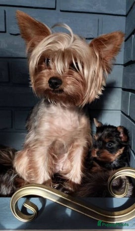 Yorkshire Terriër honden - Advertentie 1