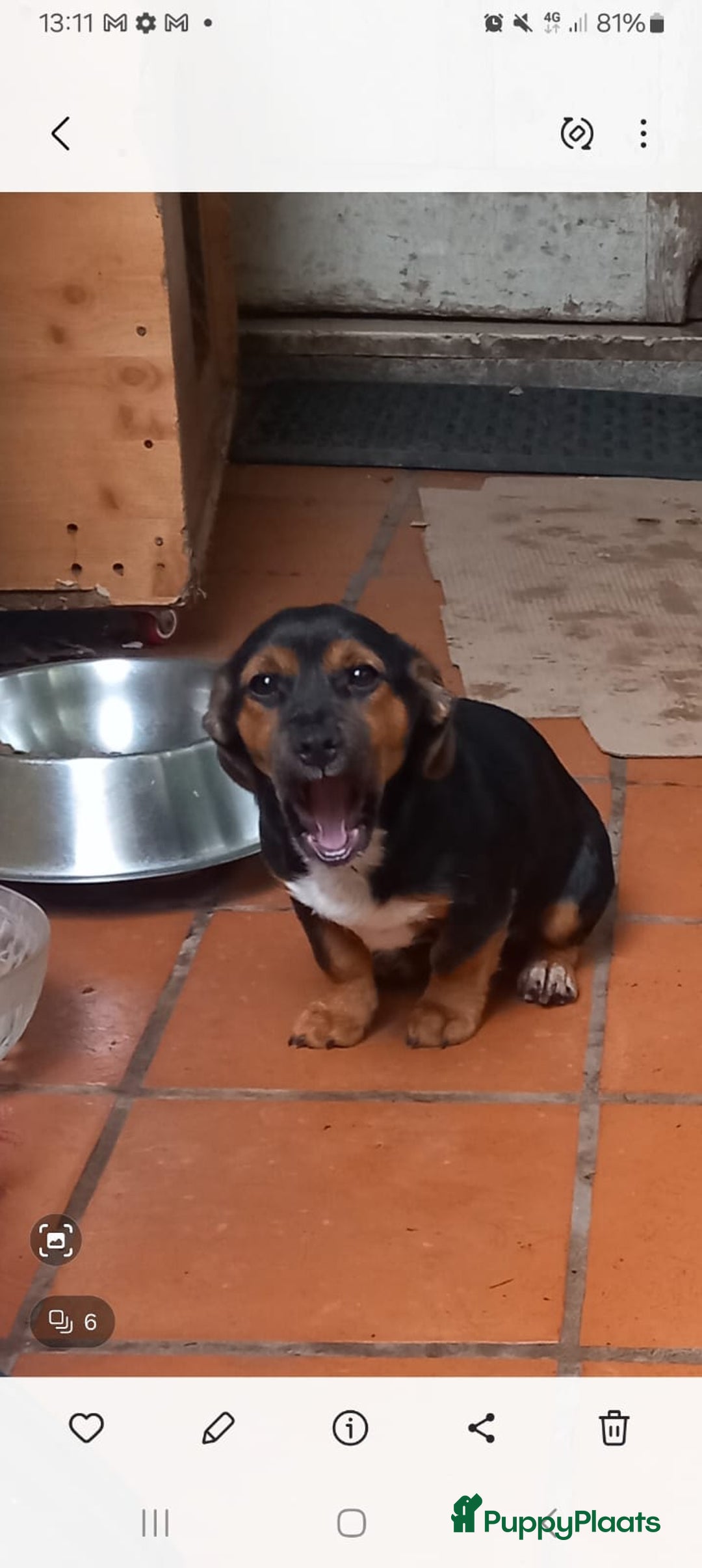 Kruising honden te koop: 2 italiaanse lieverds zoeken een familie - Advertentie 3