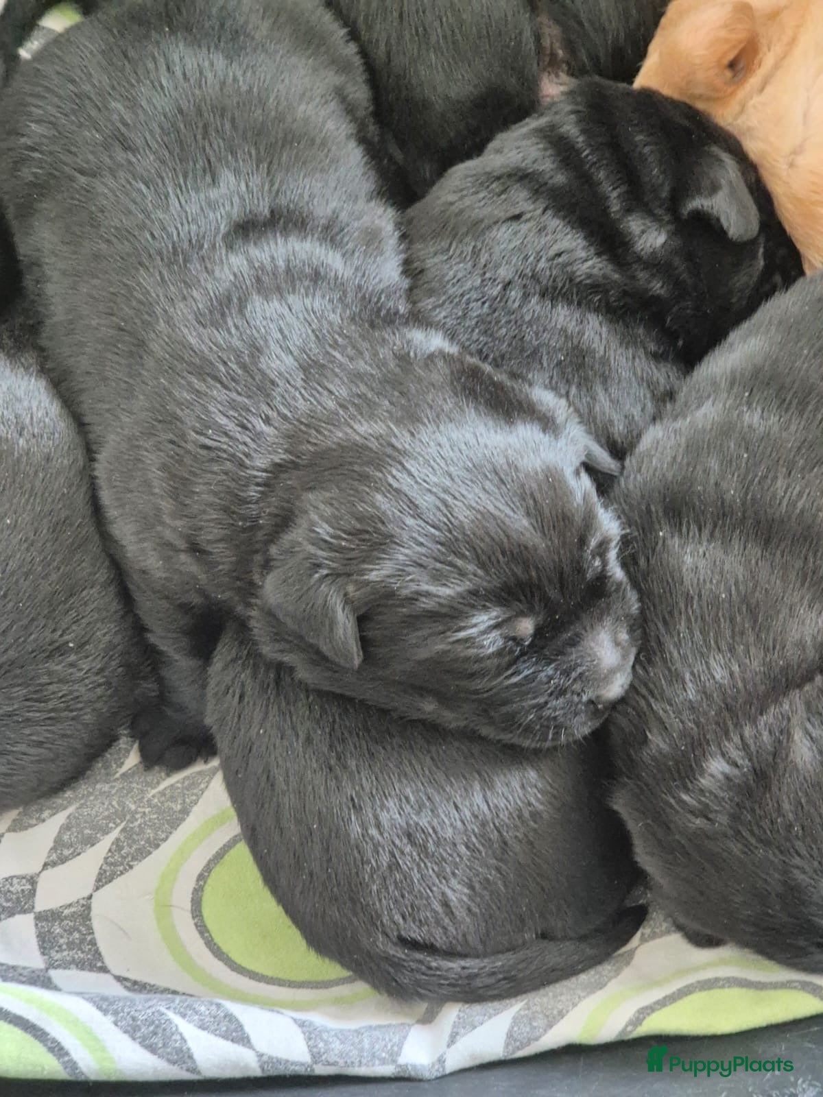 Labrador Retriever honden Prachtige Labradors - Advertentie 1