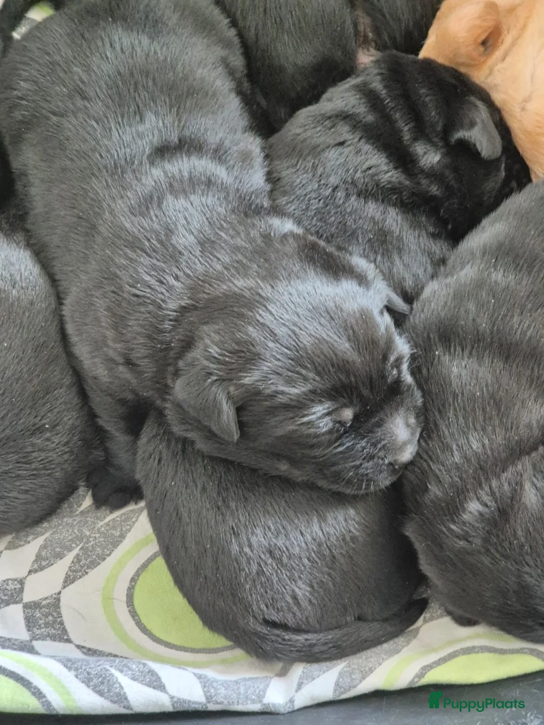 Labrador Retriever honden te koop: Prachtige Labradors - Advertentie 1