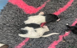 Poedel honden te koop: Prachtig mooi harlekijn koningspoedel teefje✨🐾 - Advertentie 11