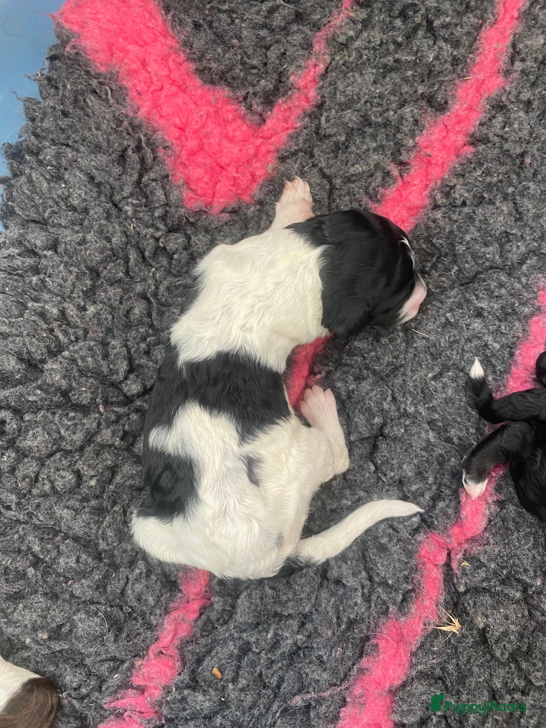 Poedel honden te koop: Prachtig mooi harlekijn koningspoedel teefje✨🐾 - Advertentie 11