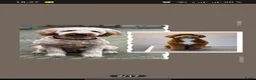 Goldendoodle honden te koop: Goldendoodle Pups Medium  - Advertentie 4
