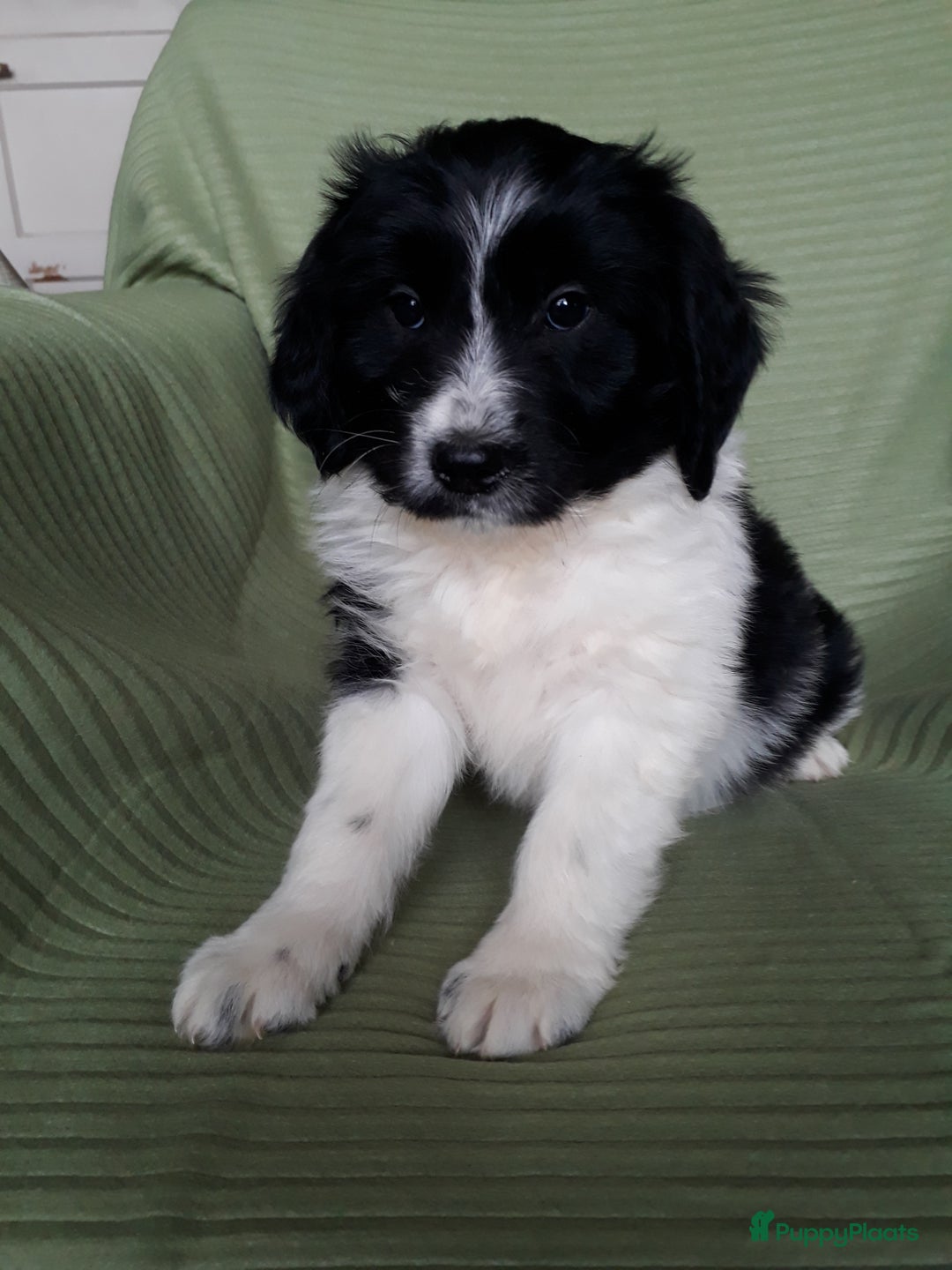 Kruising honden te koop: Leuke en lieve kruising pups(1 reutje beschikbaar) - Advertentie 6